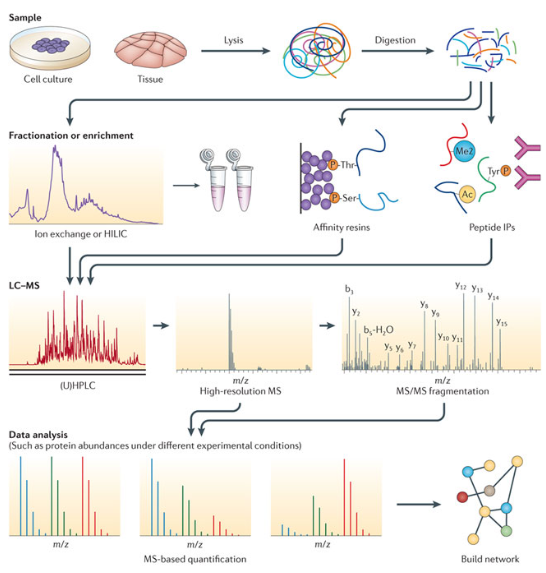 Introduction of protein sample preparation